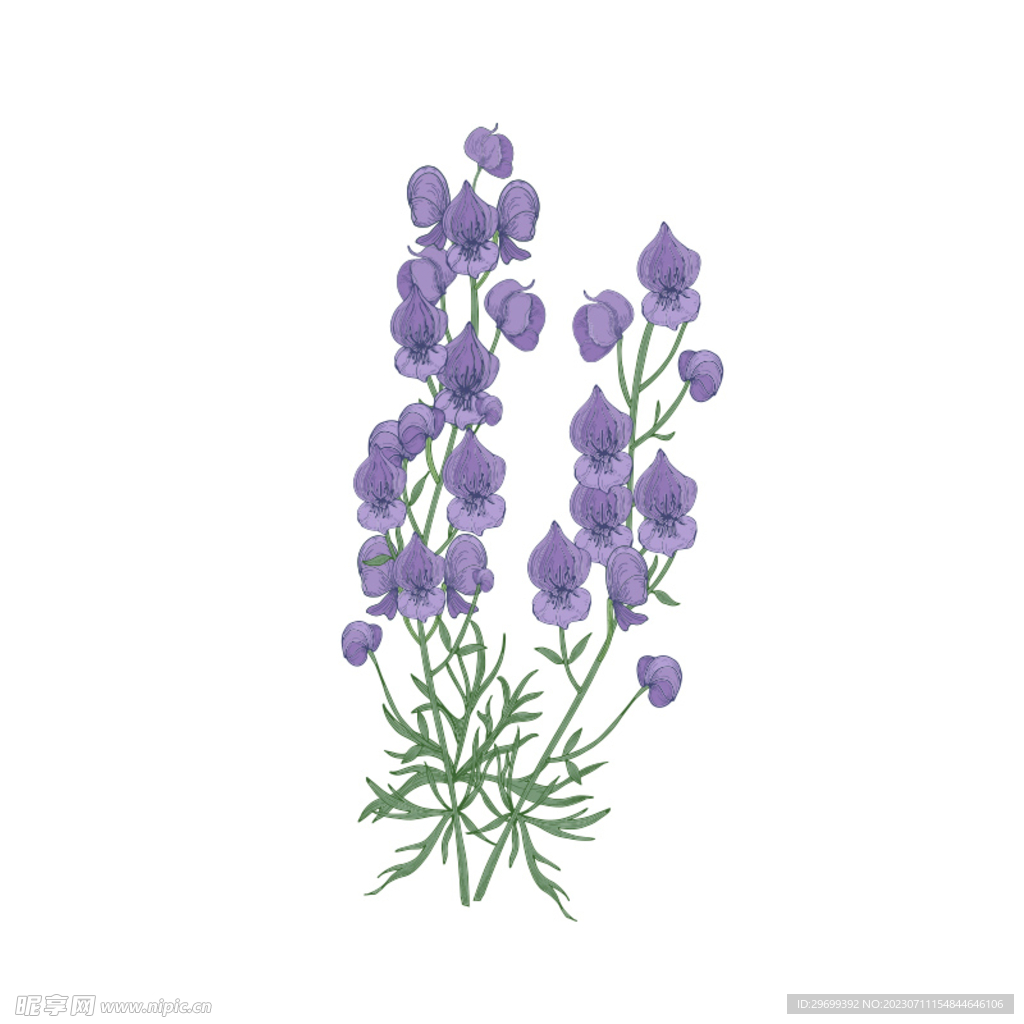 手绘花卉