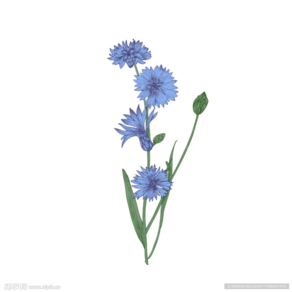 手绘花卉