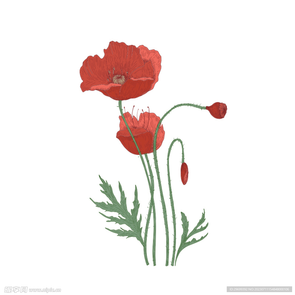 手绘花卉