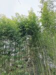 无锡蠡园