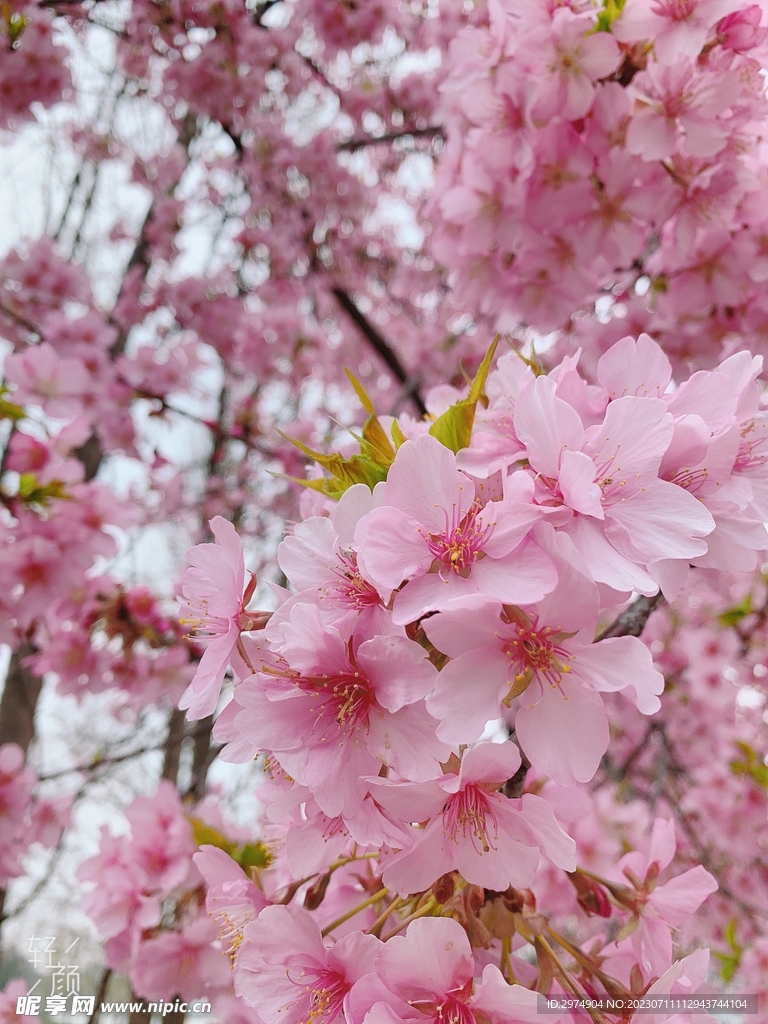 樱花