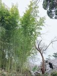无锡蠡园