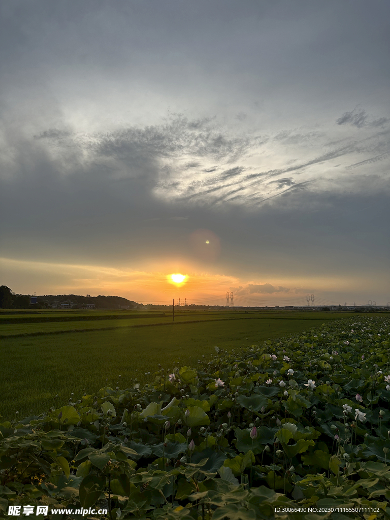 田园风光  稻田 田野  大畈