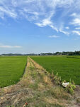 田园风光