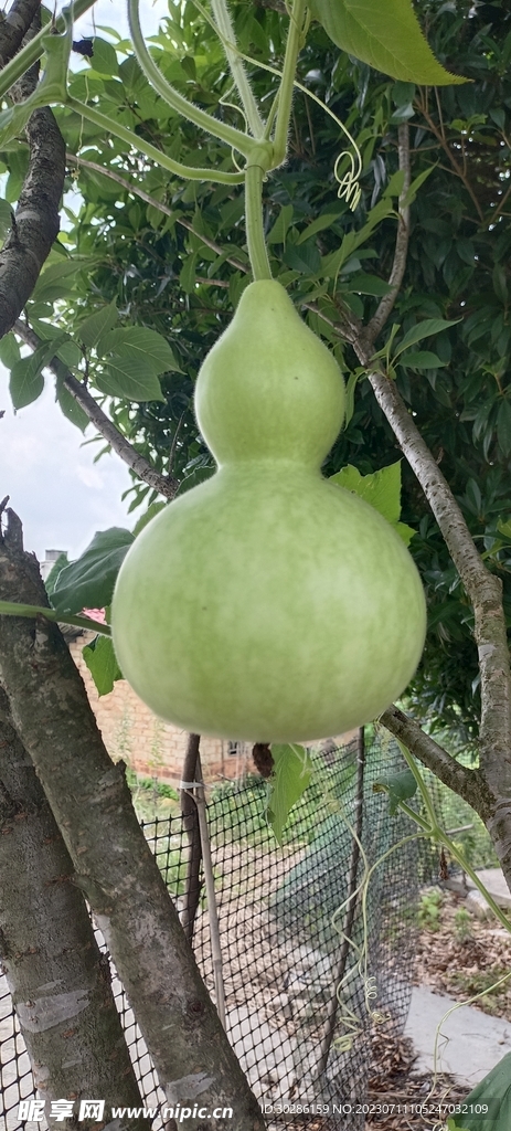 挂在藤上的葫芦