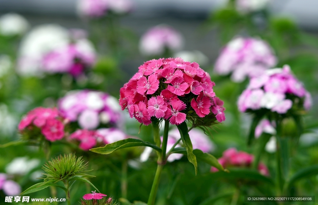 花团锦簇