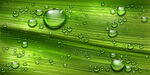 叶子 露水 水珠