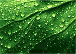 叶子上的露水水珠