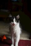 小猫咪