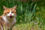 猫咪