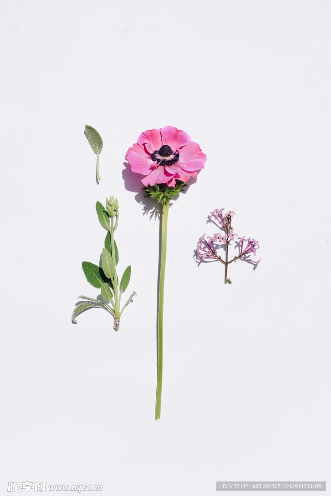 粉色的鲜花