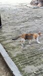 好看的猫猫