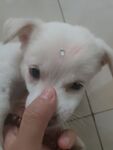 化妆小狗