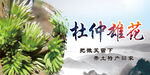 杜仲雄花