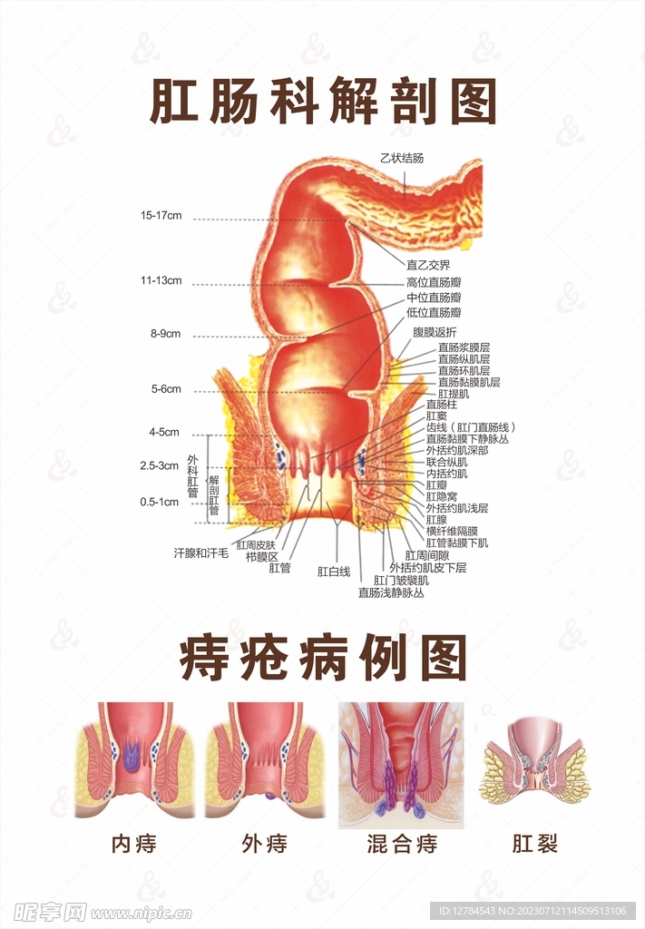 肛肠科解剖图