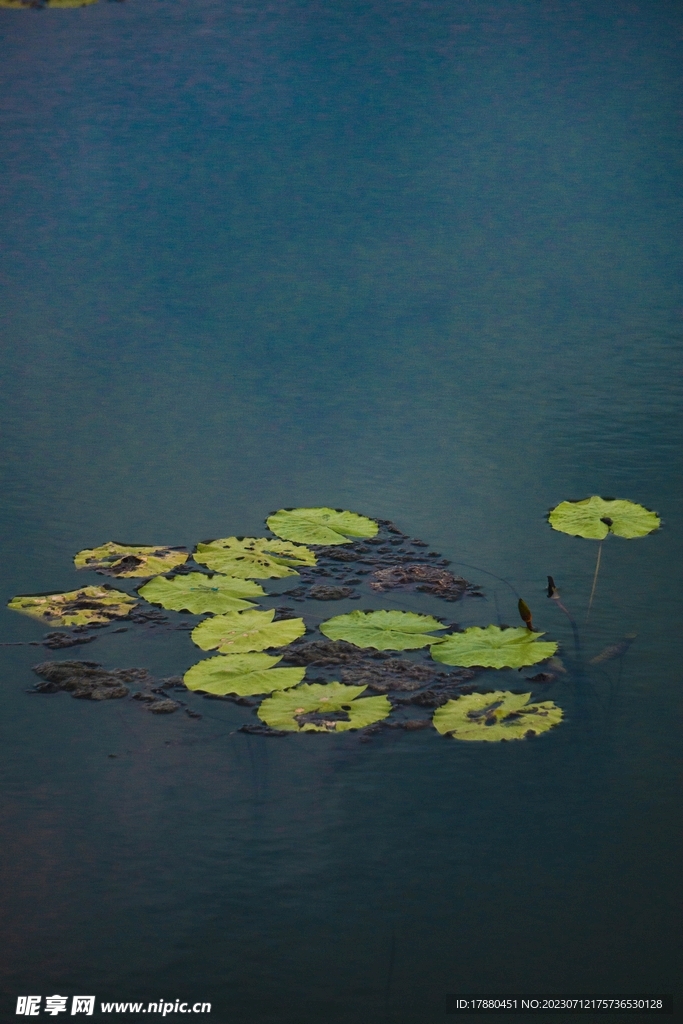 浮萍
