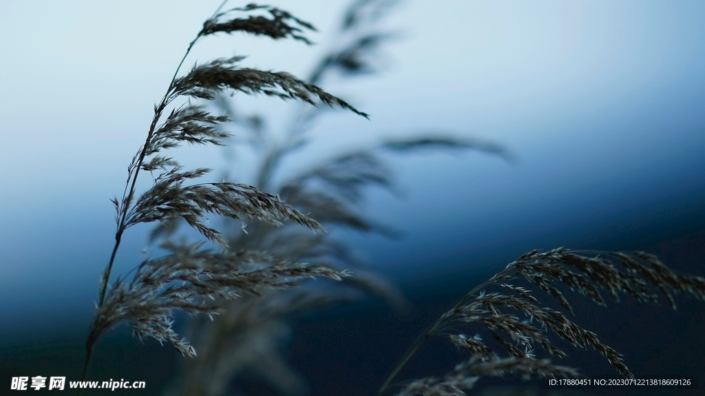 野草