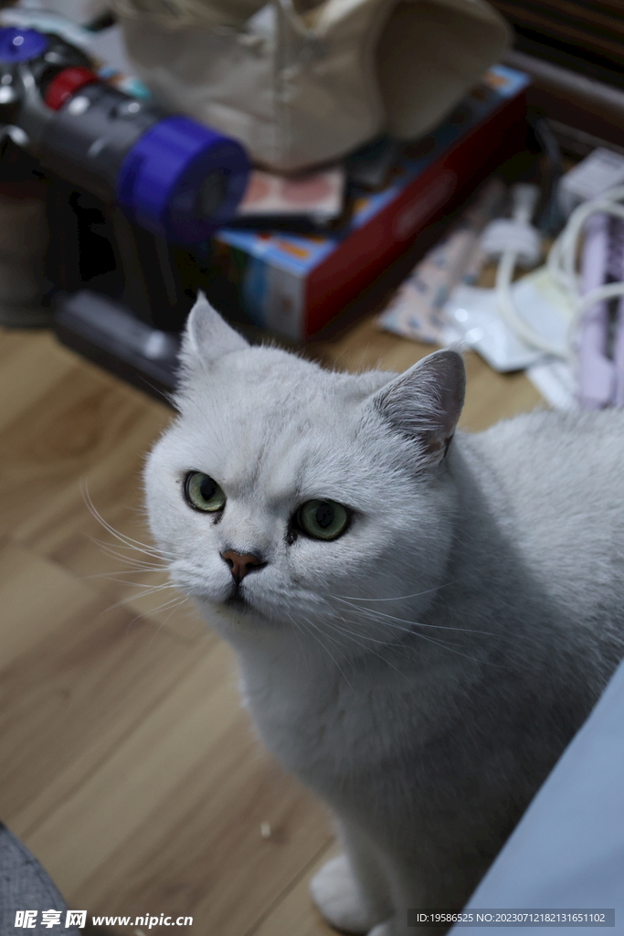 小猫