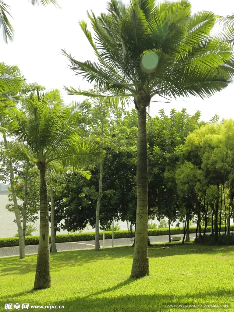 海边的棕榈树