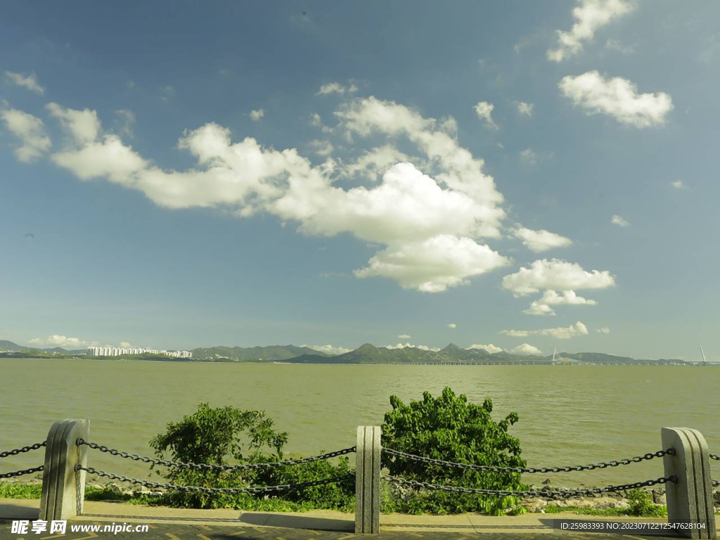海岸树