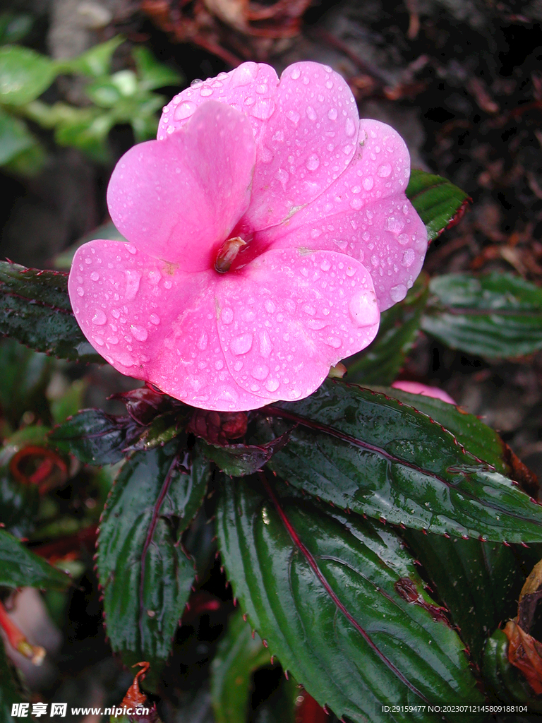 鳳仙花