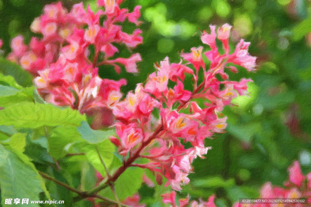 紅栗