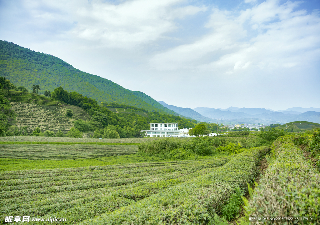 茶园
