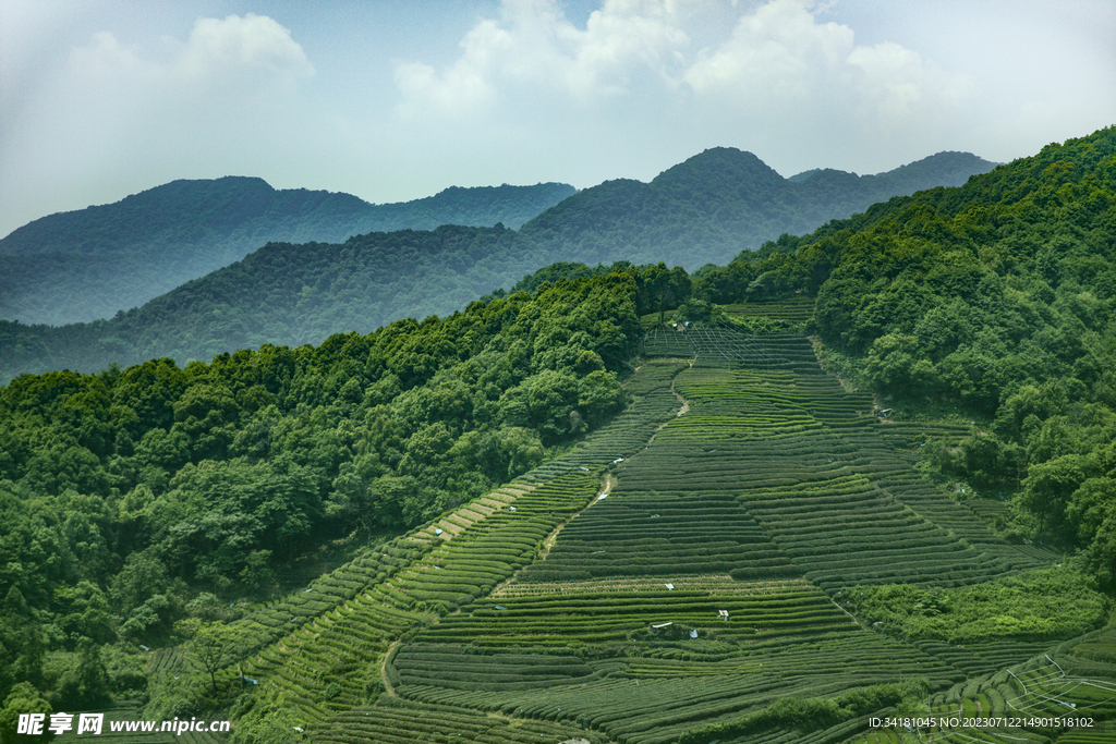 茶园