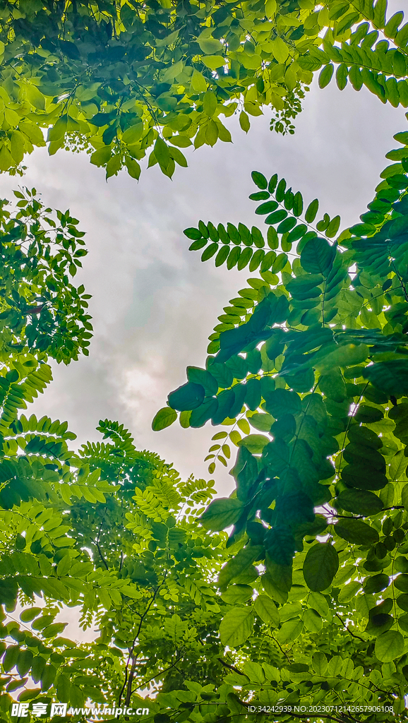 夏天树荫