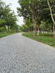 公园小路