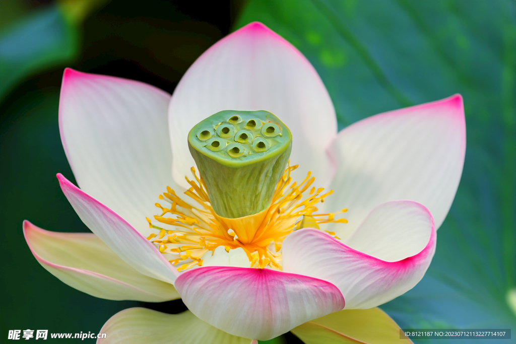 荷花