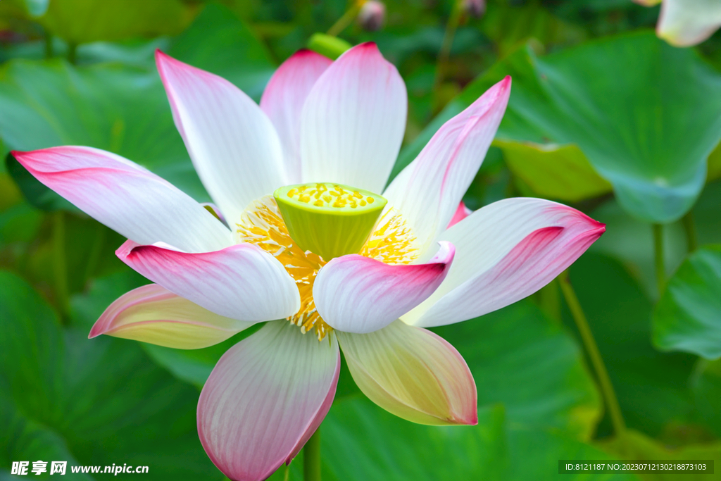 荷花