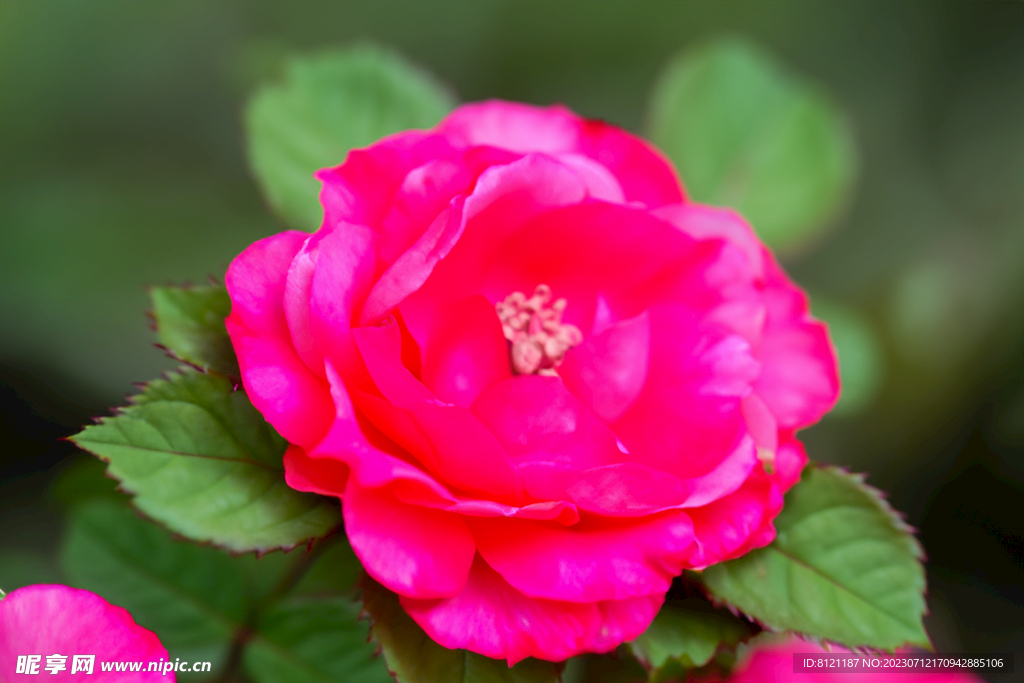 月季花