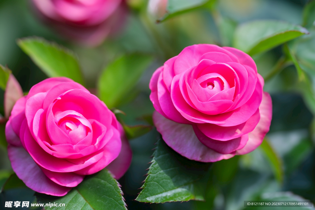 月季花