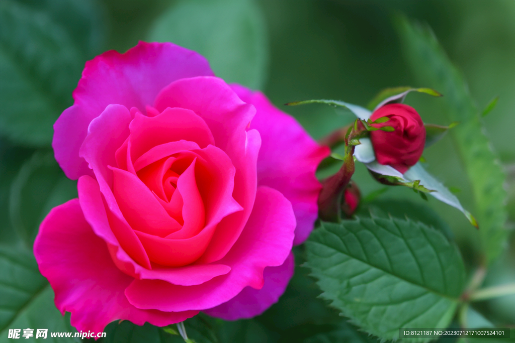 月季花