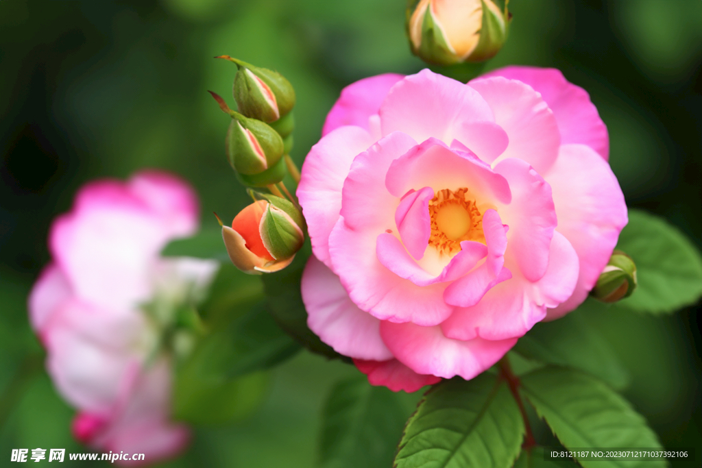 月季花