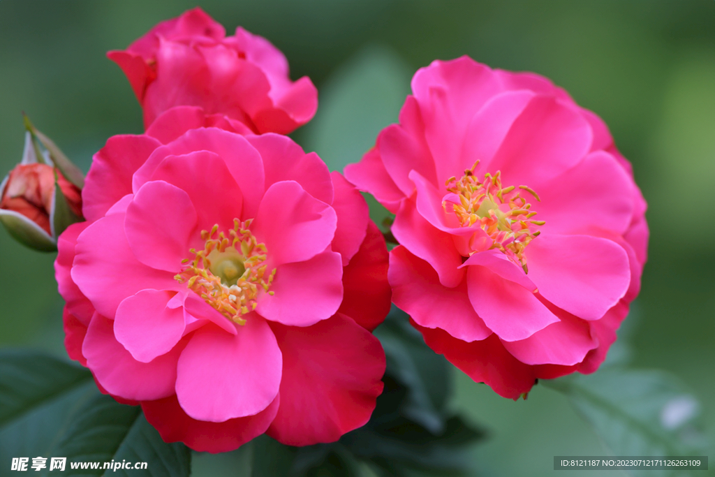 月季花