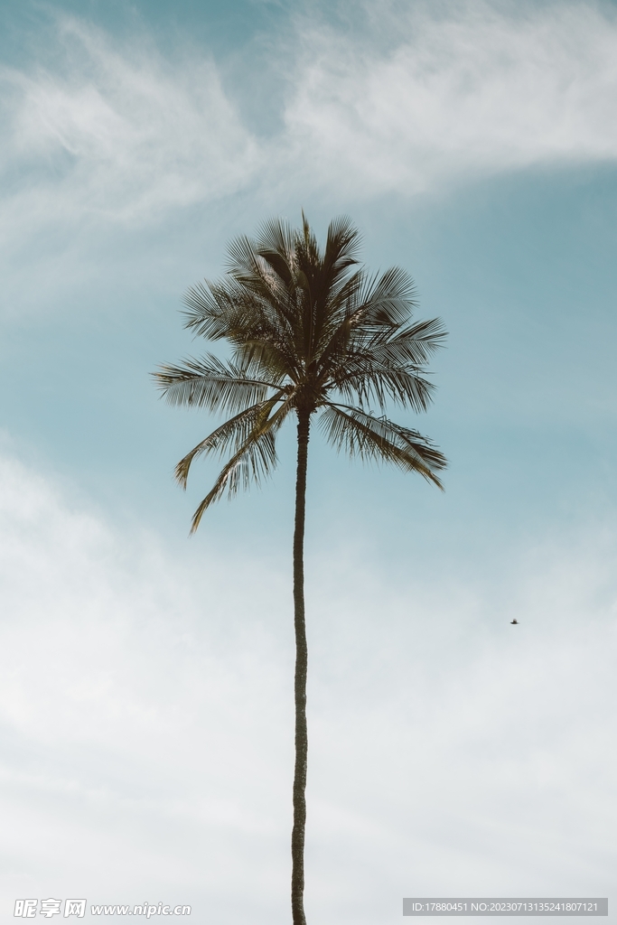 棕榈树