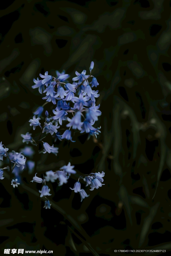 蓝铃花