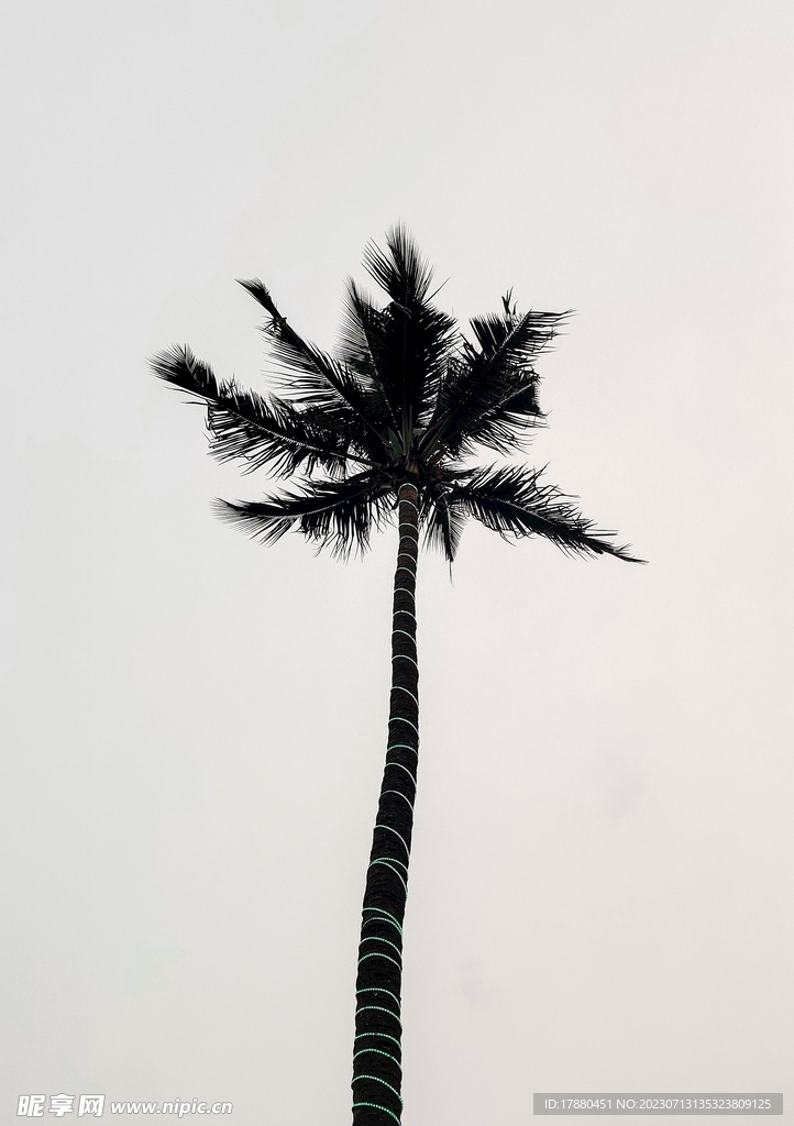 棕榈树