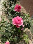 粉色达芬奇月季