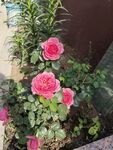 粉色达芬奇月季