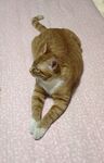 橘猫