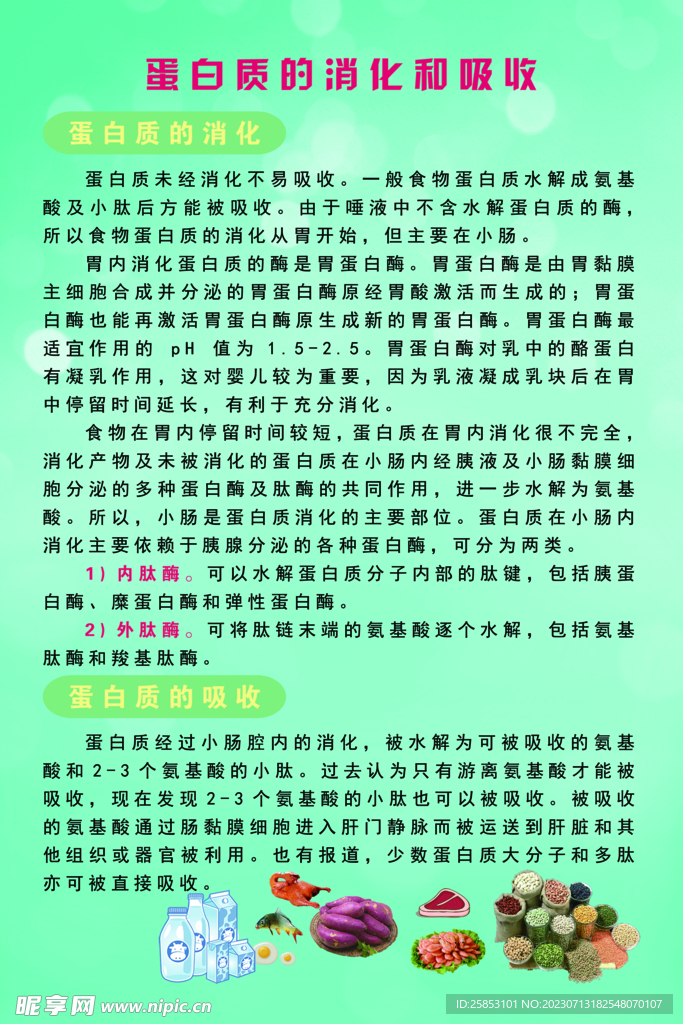蛋白质的消化和吸收