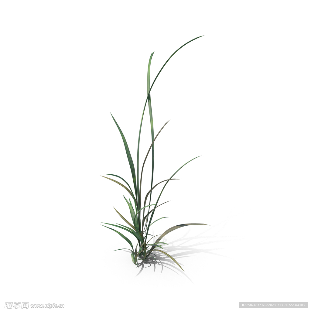 花草 植物效果图 绿植 婚礼花