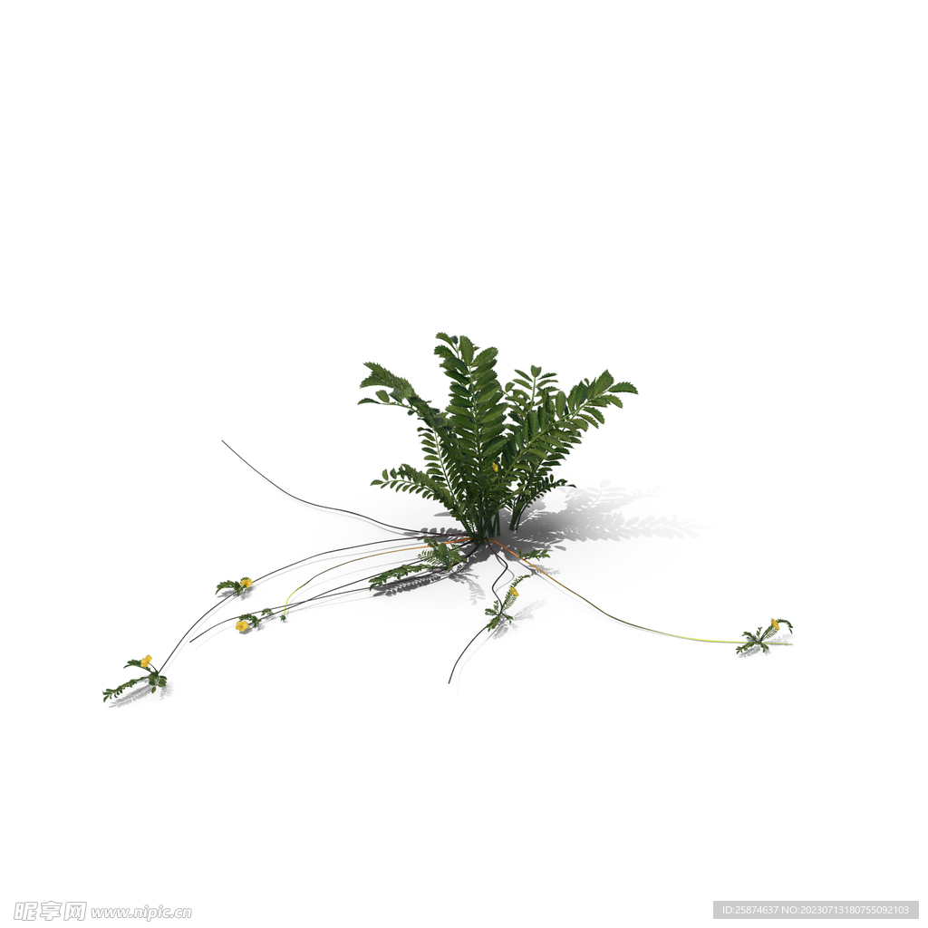 花草