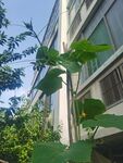 黄瓜花 