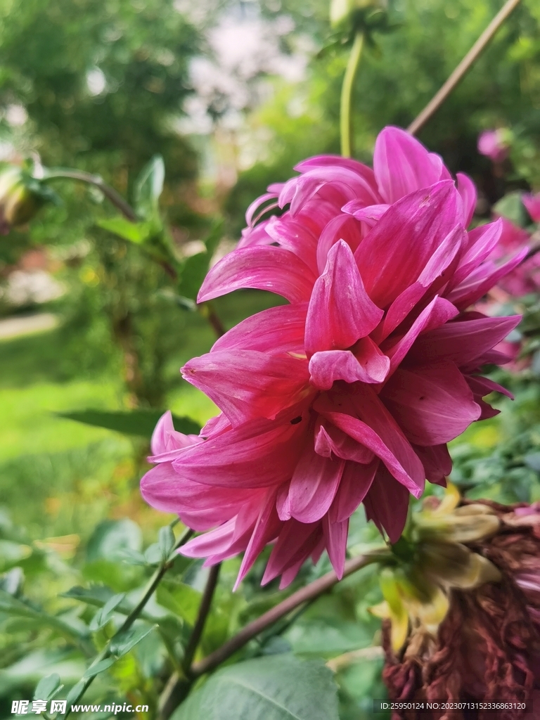 地瓜花