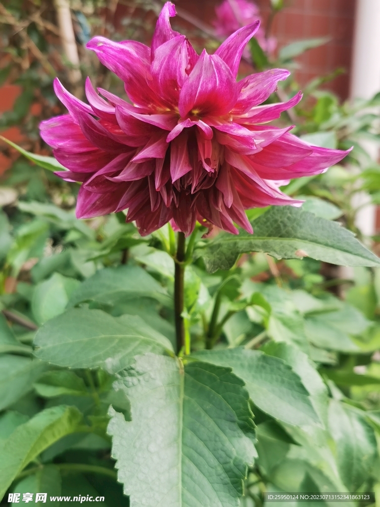 地瓜花