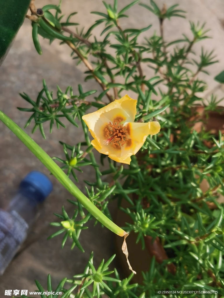 太阳花